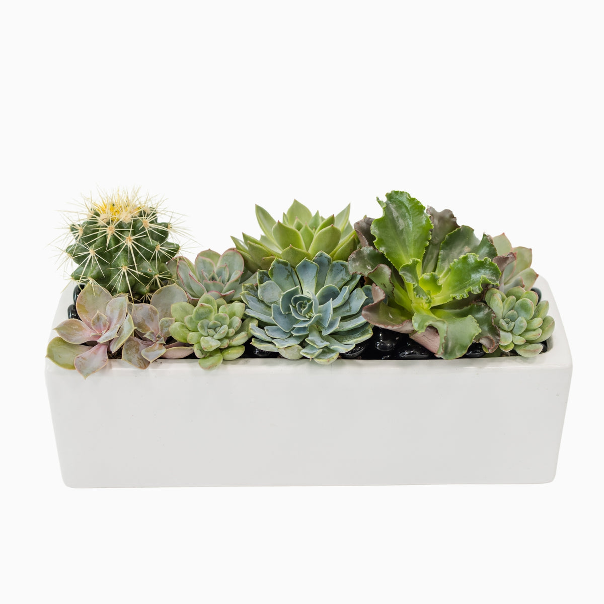 desert succulent plant Desert Succulents – Genesis Floral