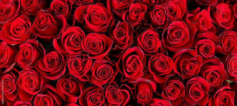 Classic Roses Collection